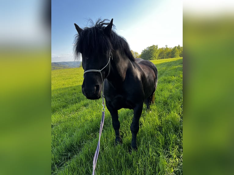 Noriker Gelding 12 years 16 hh Black in Haiger