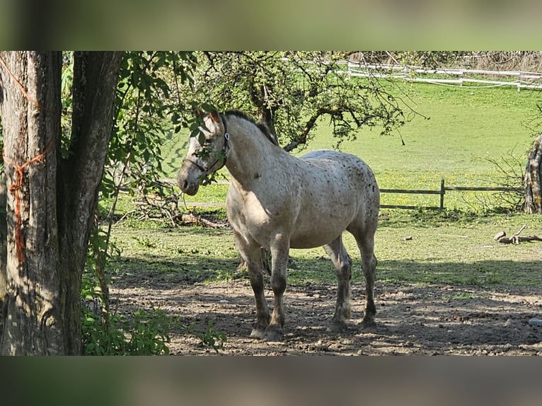 Noriker Mix Gelding 12 years 16 hh in Dobrowa