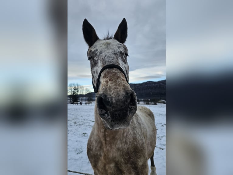 Noriker Mix Gelding 12 years 16 hh in Dobrowa