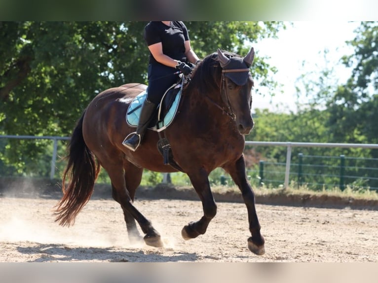 Noriker Mix Gelding 13 years 15.2 hh Bay-Dark in Sinzig