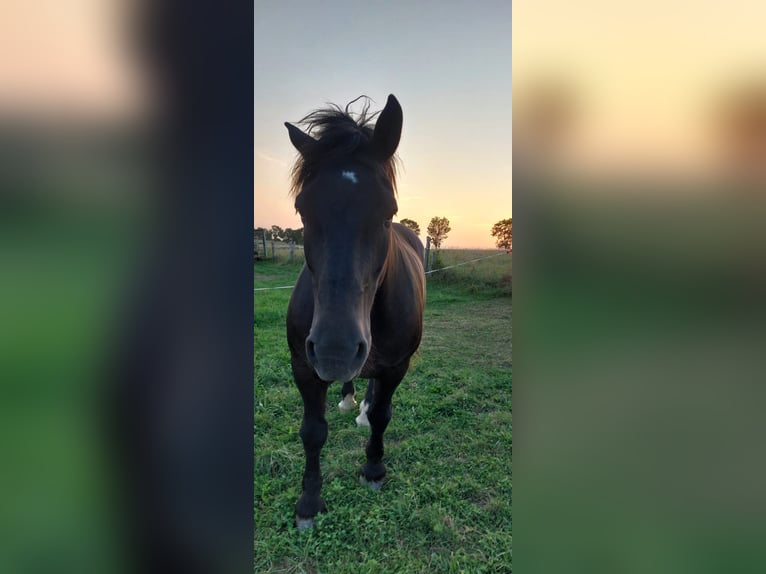 Noriker Gelding 13 years 16 hh Black in Gleichen Noriker Gelding 13 years 16 hh Black in Gleichen