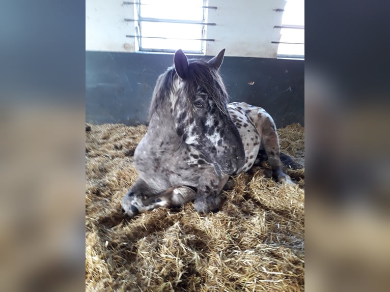 Noriker Gelding 13 years 16 hh Leopard-Piebald in Seeshaupt
