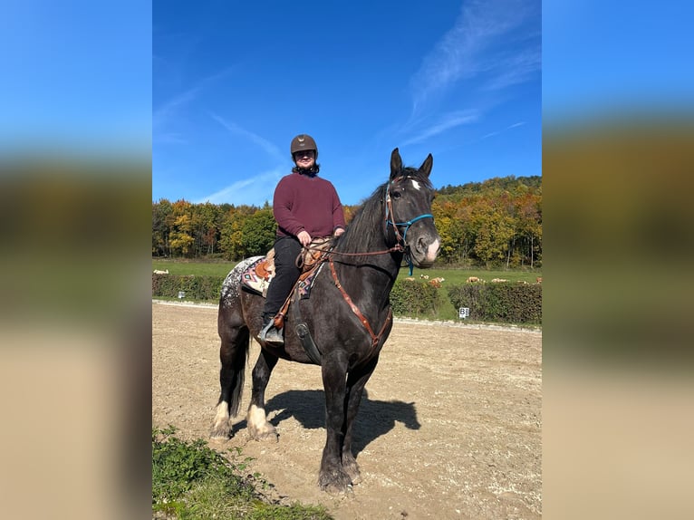 Noriker Mix Gelding 13 years 17,3 hh Brown in Heiligenkreuz
