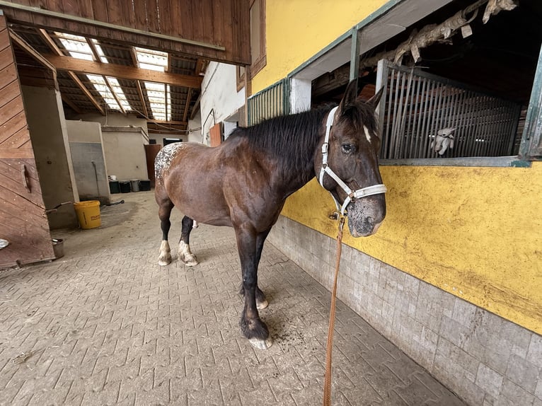 Noriker Mix Gelding 13 years 17,3 hh Brown in Heiligenkreuz