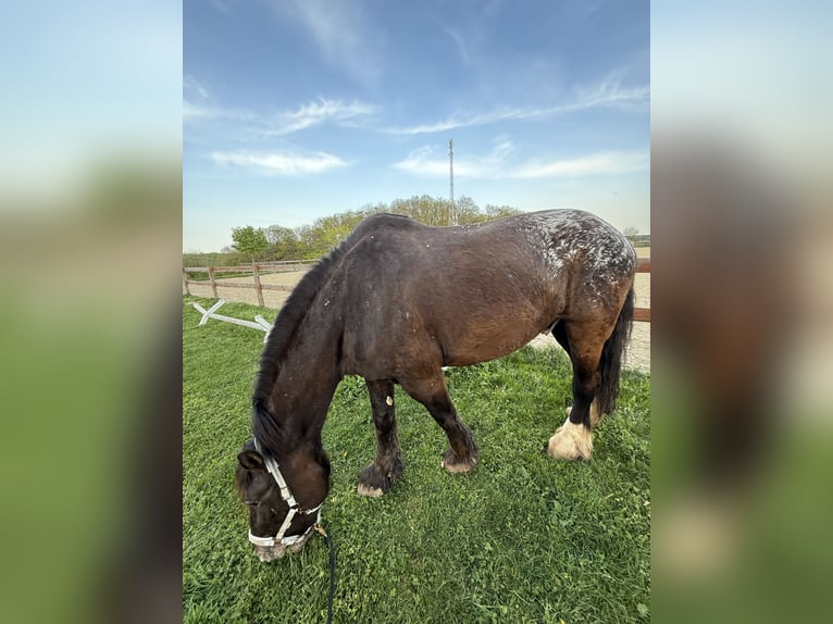 Noriker Mix Gelding 13 years 17,3 hh Brown in Heiligenkreuz