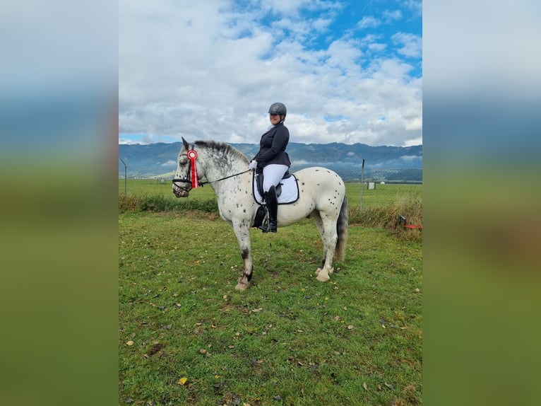 Noriker Mix Gelding 14 years 15.1 hh Leopard-Piebald in Trofaiach