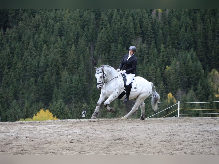 Noriker Mix Gelding 14 years 15.1 hh Leopard-Piebald in Trofaiach