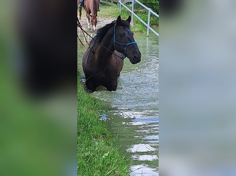 Noriker Gelding 14 years 16.1 hh Black in Achstetten