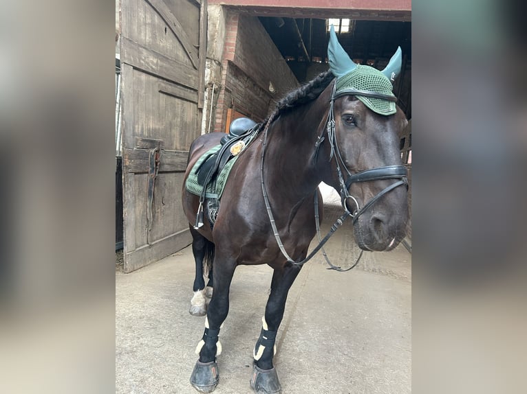 Noriker Gelding 14 years 16.2 hh Black in Erkelenz