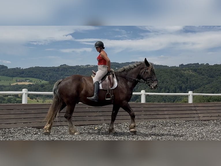 Noriker Gelding 14 years 16.2 hh Grey-Blue-Tan in Linz