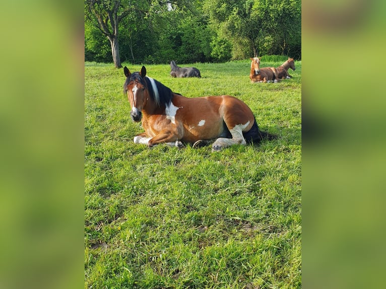 Noriker Gelding 15 years 16 hh Pinto in H&#xF6;sbach
