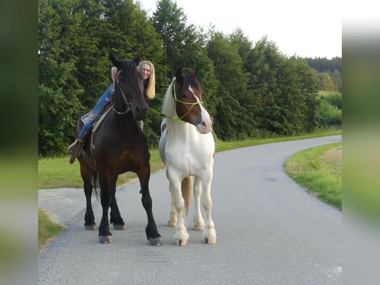 Noriker Mix Gelding 15 years 16 hh Smoky-Black in Pennewang