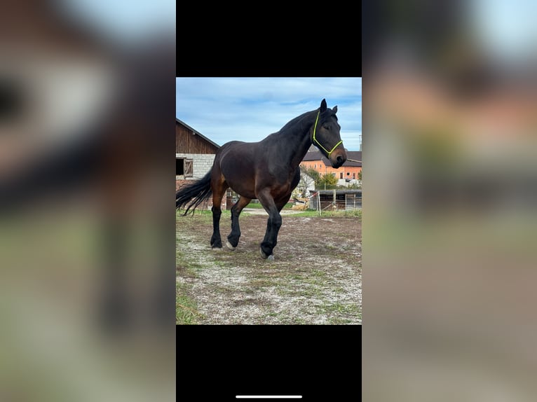 Noriker Mix Gelding 15 years 16 hh Smoky-Black in Pennewang