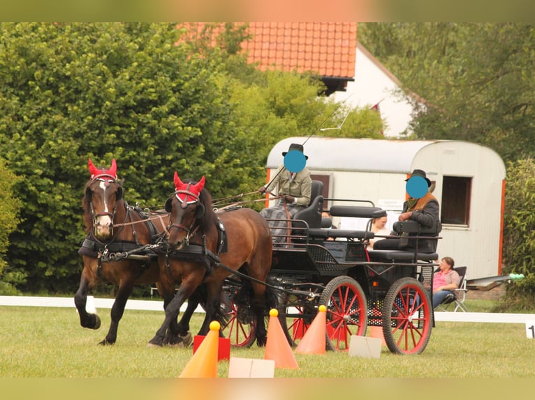 Noriker Gelding 17 years 16.2 hh Bay-Dark in Plattling
