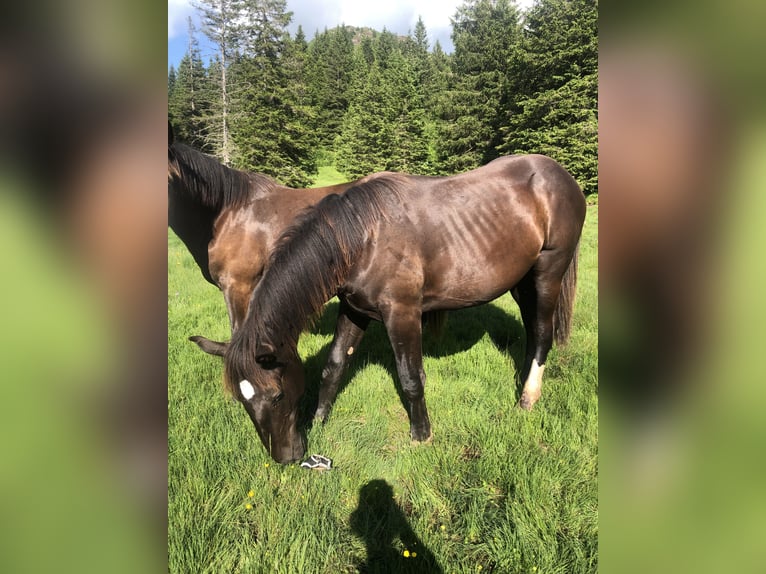 Noriker Gelding 1 year 13,2 hh Black in Kirchbach