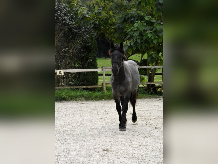 Noriker Gelding 1 year 14,2 hh Gray-Blue-Tan in Nenzing