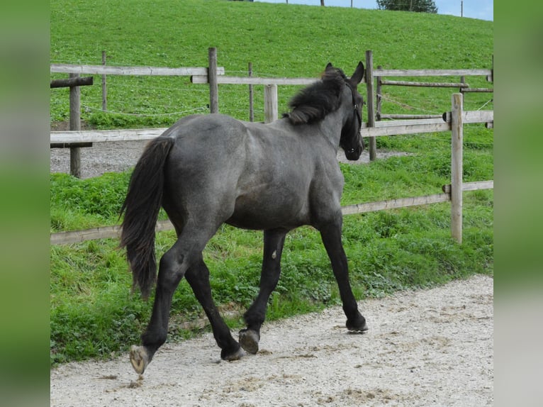 Noriker Gelding 1 year 14,2 hh Gray-Blue-Tan in Nenzing