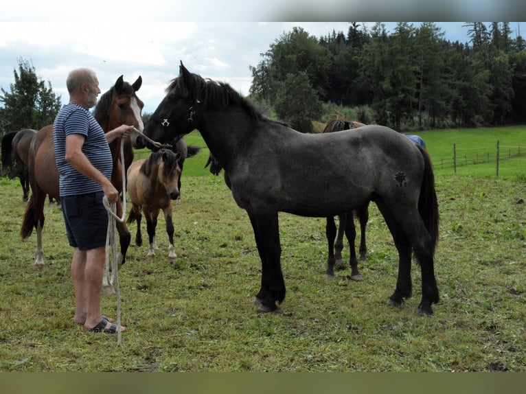 Noriker Gelding 1 year 14,2 hh Gray-Blue-Tan in Nenzing