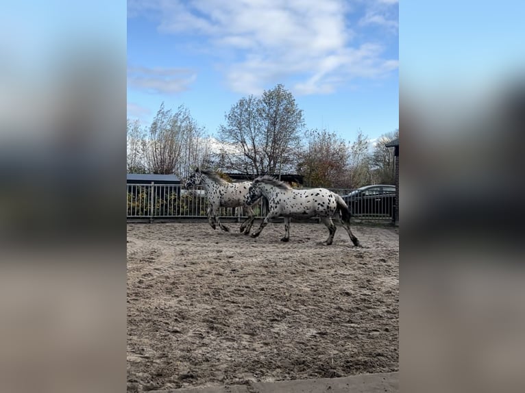 Noriker Gelding 1 year 15,2 hh Leopard-Piebald in Kockengen