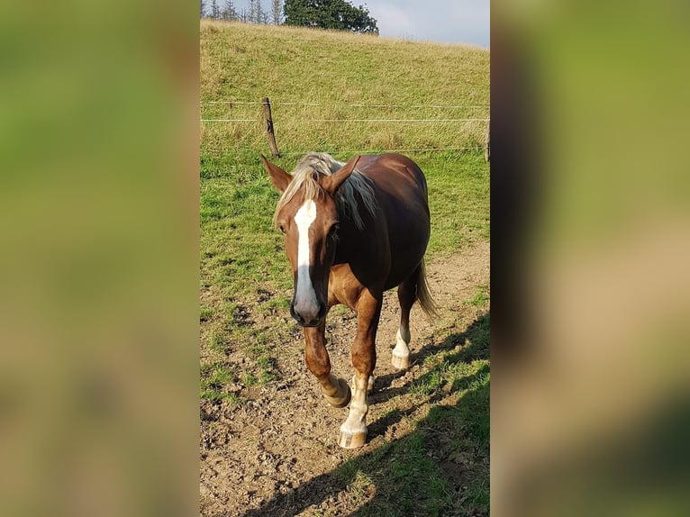 Noriker Gelding 1 year Chestnut in Wipperfürth