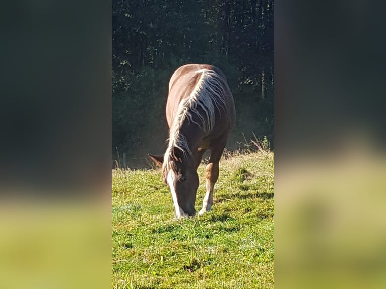 Noriker Gelding 1 year Chestnut in Wipperfürth