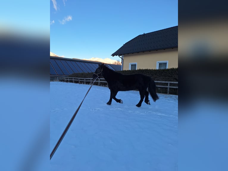 Noriker Gelding 25 years 16 hh Black in Mariapfarr