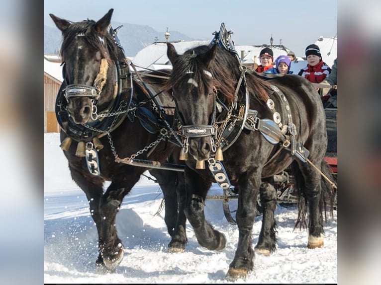 Noriker Gelding 25 years 16 hh Black in Mariapfarr