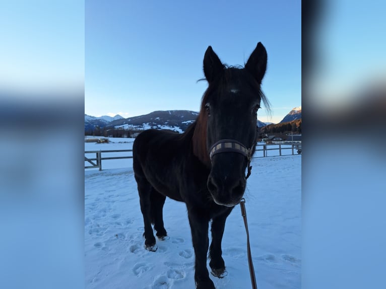 Noriker Gelding 25 years 16 hh Black in Mariapfarr