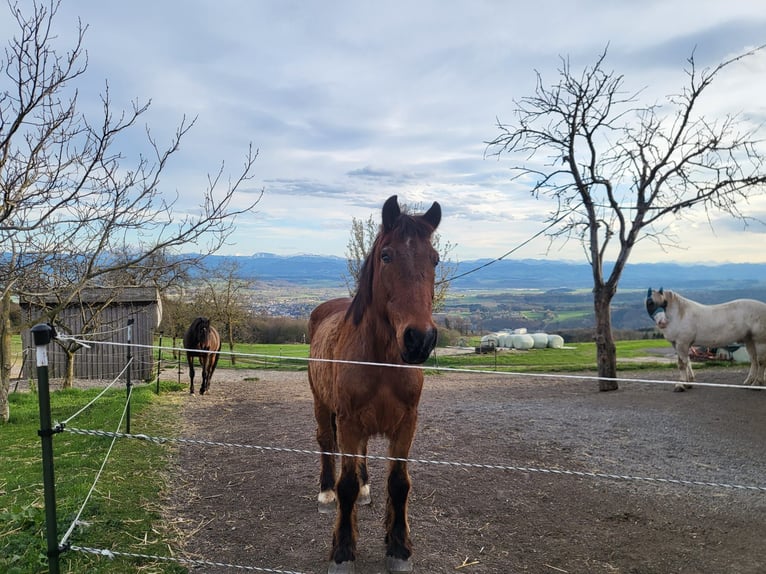 Noriker Mix Gelding 27 years 16.1 hh Brown in Graslhof