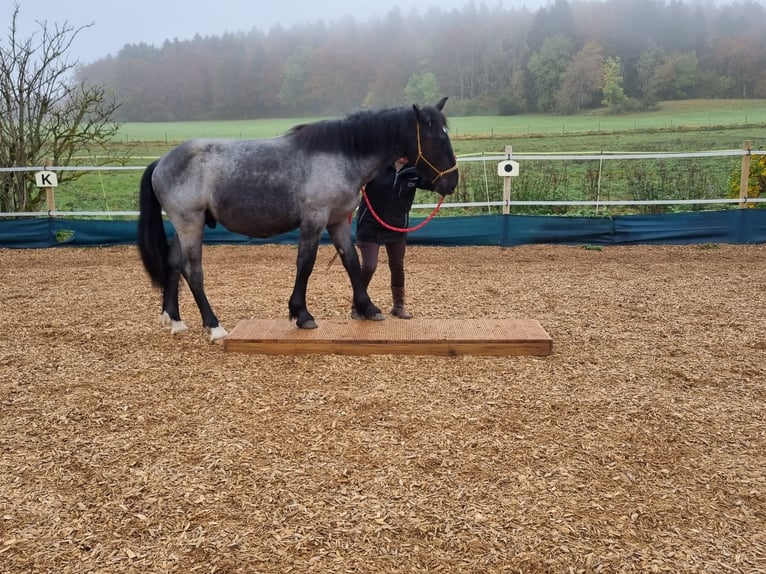 Noriker Gelding 2 years 14,2 hh Gray-Blue-Tan in Albstadt