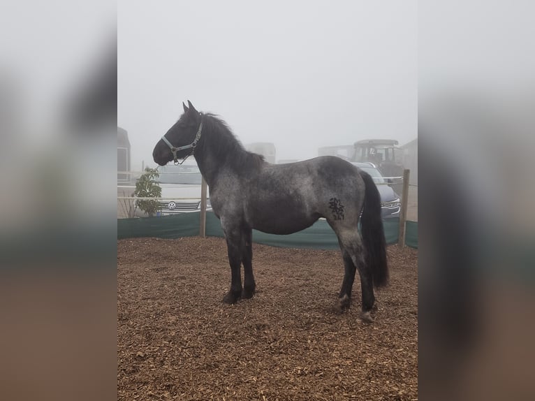 Noriker Gelding 2 years 14,2 hh Gray-Blue-Tan in Albstadt