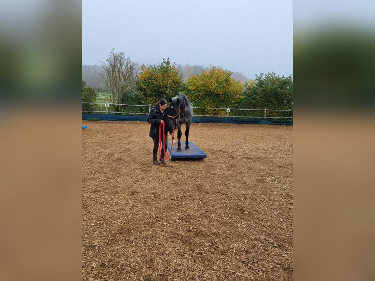 Noriker Gelding 2 years 14,2 hh Gray-Blue-Tan in Albstadt