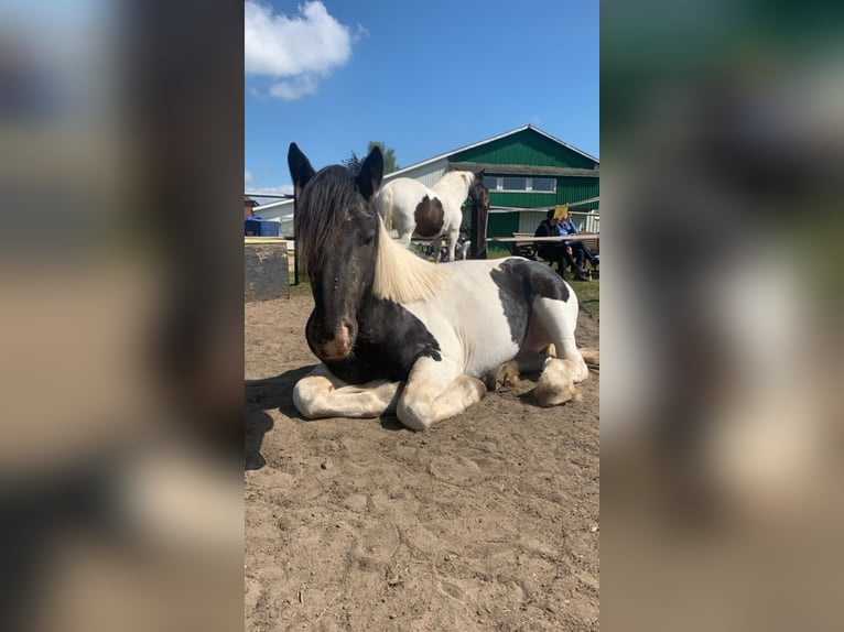 Noriker Mix Gelding 2 years 14 hh Can be white in Alt Mölln