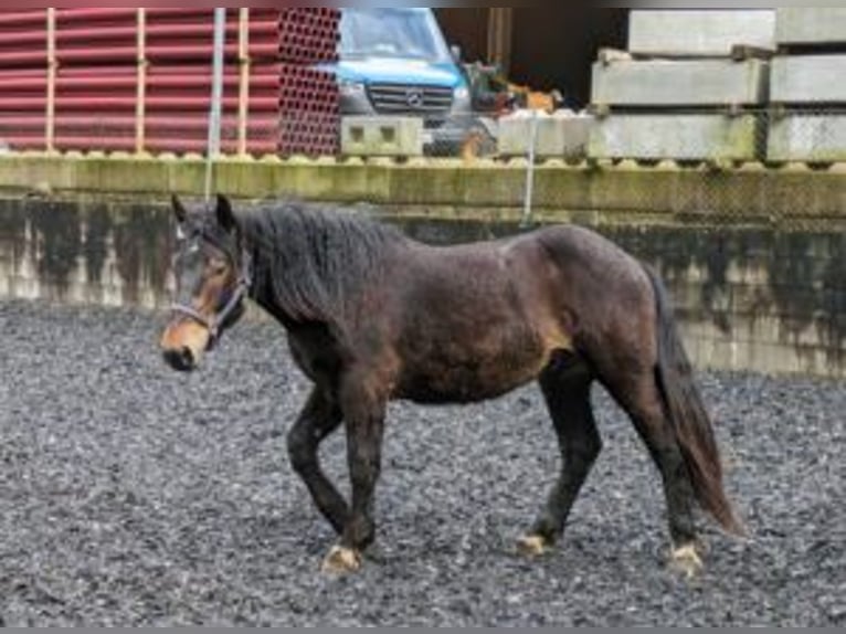 Noriker Gelding 2 years 15,1 hh Bay-Dark in Küßnach