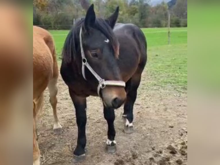 Noriker Gelding 2 years 15,1 hh Bay-Dark in Küßnach