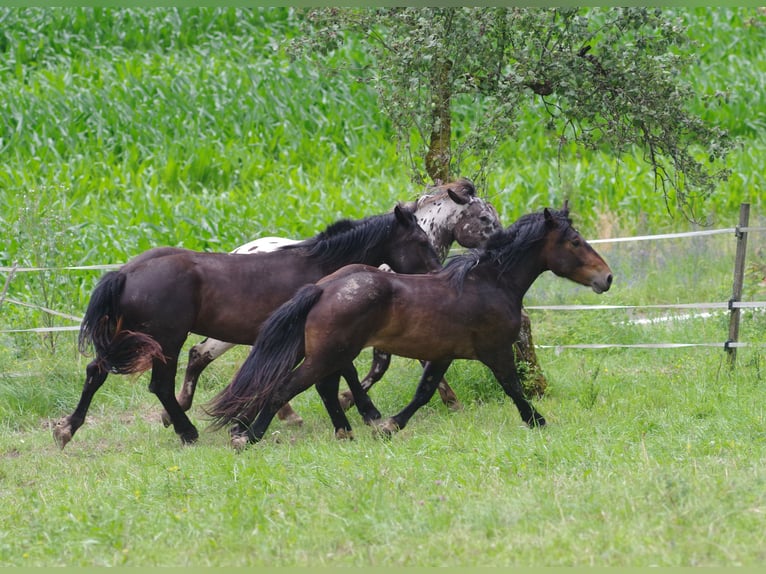 Noriker Gelding 2 years 15,1 hh Bay-Dark in Küßnach