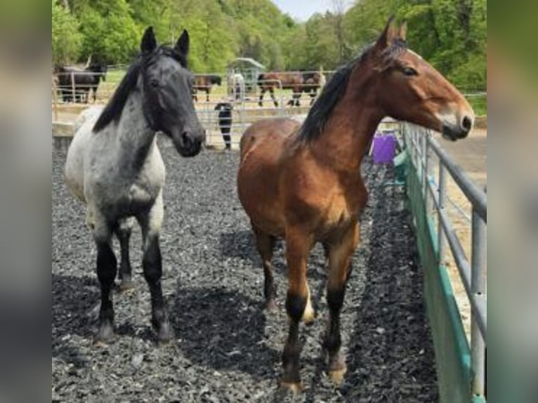 Noriker Gelding 2 years 15,1 hh Brown in Küßnach