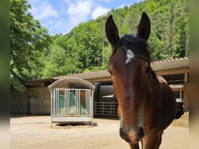 Noriker Gelding 2 years 15,1 hh Brown in Küßnach