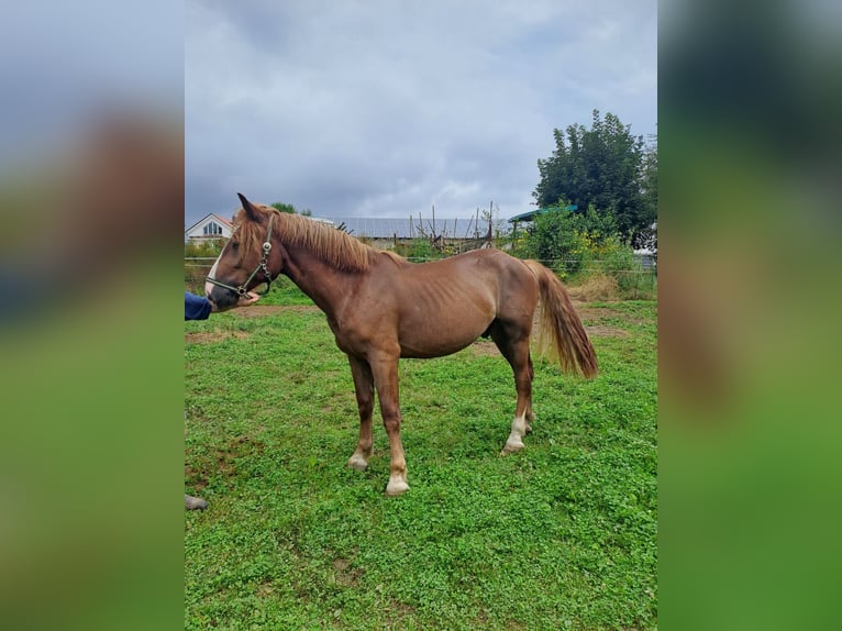 Noriker Gelding 2 years 15,2 hh Chestnut-Red in Bad Kötzting