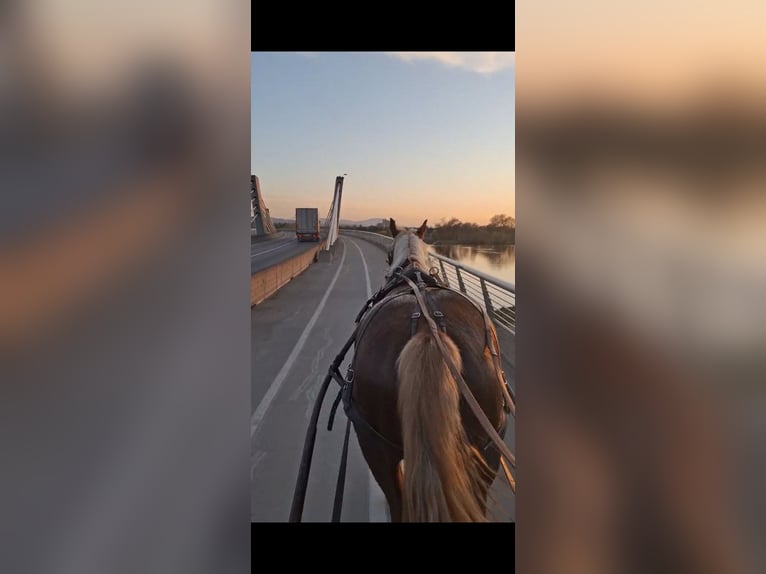 Noriker Gelding 2 years 15.3 hh Chestnut in Ptuj