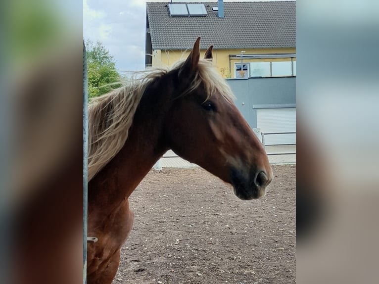 Noriker Gelding 2 years 15,2 hh Chestnut-Red in Niederzier