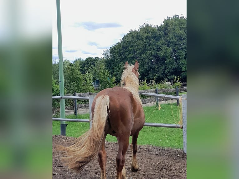 Noriker Gelding 2 years 15,2 hh Chestnut-Red in Niederzier