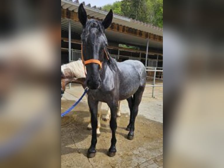 Noriker Gelding 2 years 17 hh in Klettgau