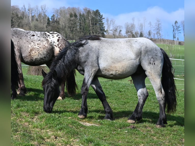 Noriker Gelding 2 years 17 hh in Klettgau