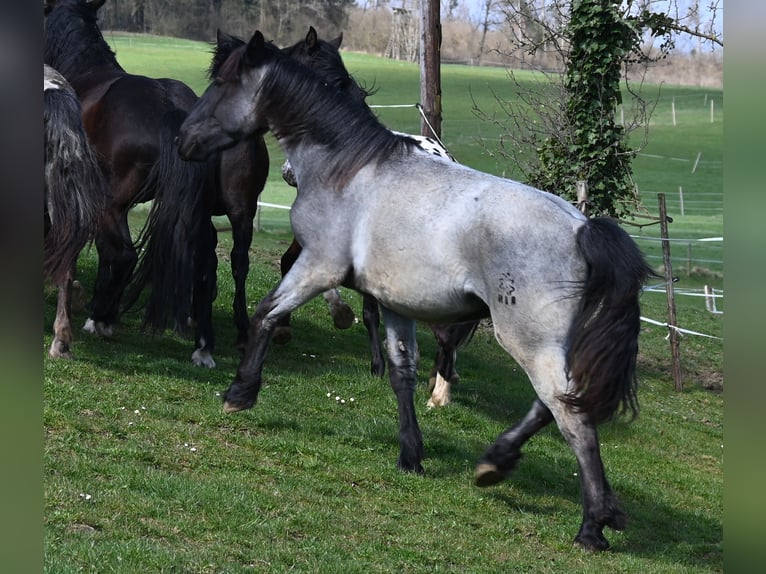 Noriker Gelding 2 years 17 hh in Klettgau
