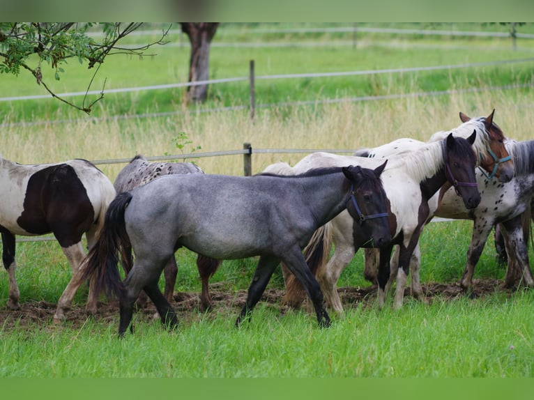 Noriker Gelding 2 years 17 hh in Klettgau