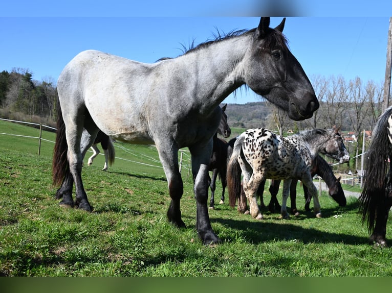Noriker Gelding 2 years 17 hh in Klettgau