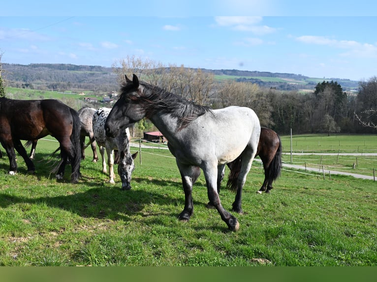 Noriker Gelding 2 years 17 hh in Klettgau