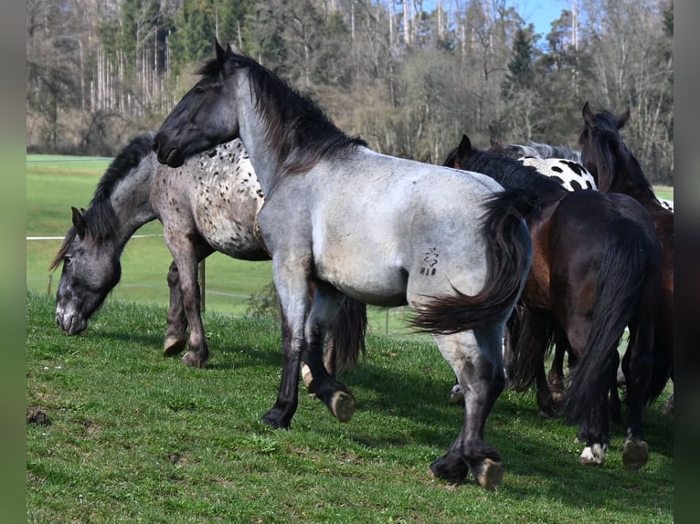 Noriker Gelding 2 years 17 hh in Klettgau