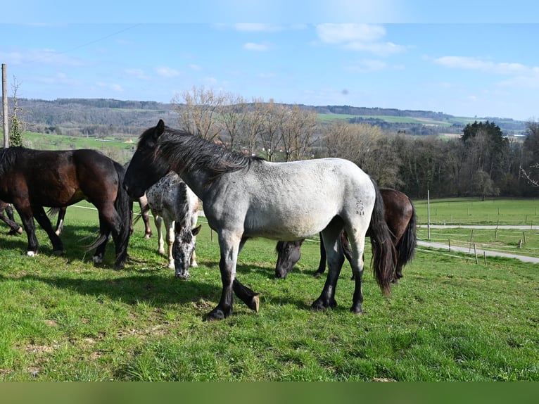 Noriker Gelding 2 years 17 hh in Klettgau